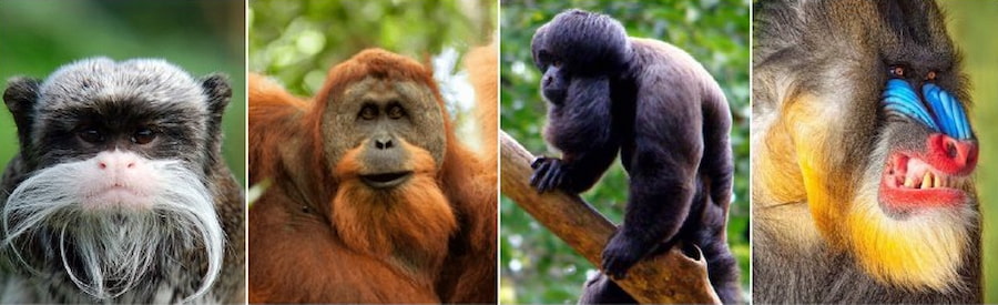 1 фото — императорский тамарин, 2 — орангутан, 3 — красноспинный сак, 4 — мандрил